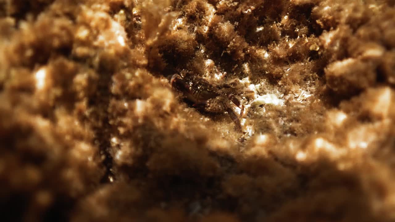 파키그라프스 마르모라투스 (pachygrapus marmoratus) 는 이스라엘 하이파 (haifa) 에 서식하는 대리석 크래브 (marbled rock crab) 라고 불린다.