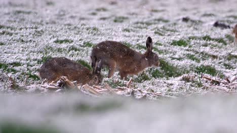 rabbits foraging in the snow, winter snowfall, close up slow motion shot