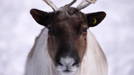 reindeer portrait cute chew and blink