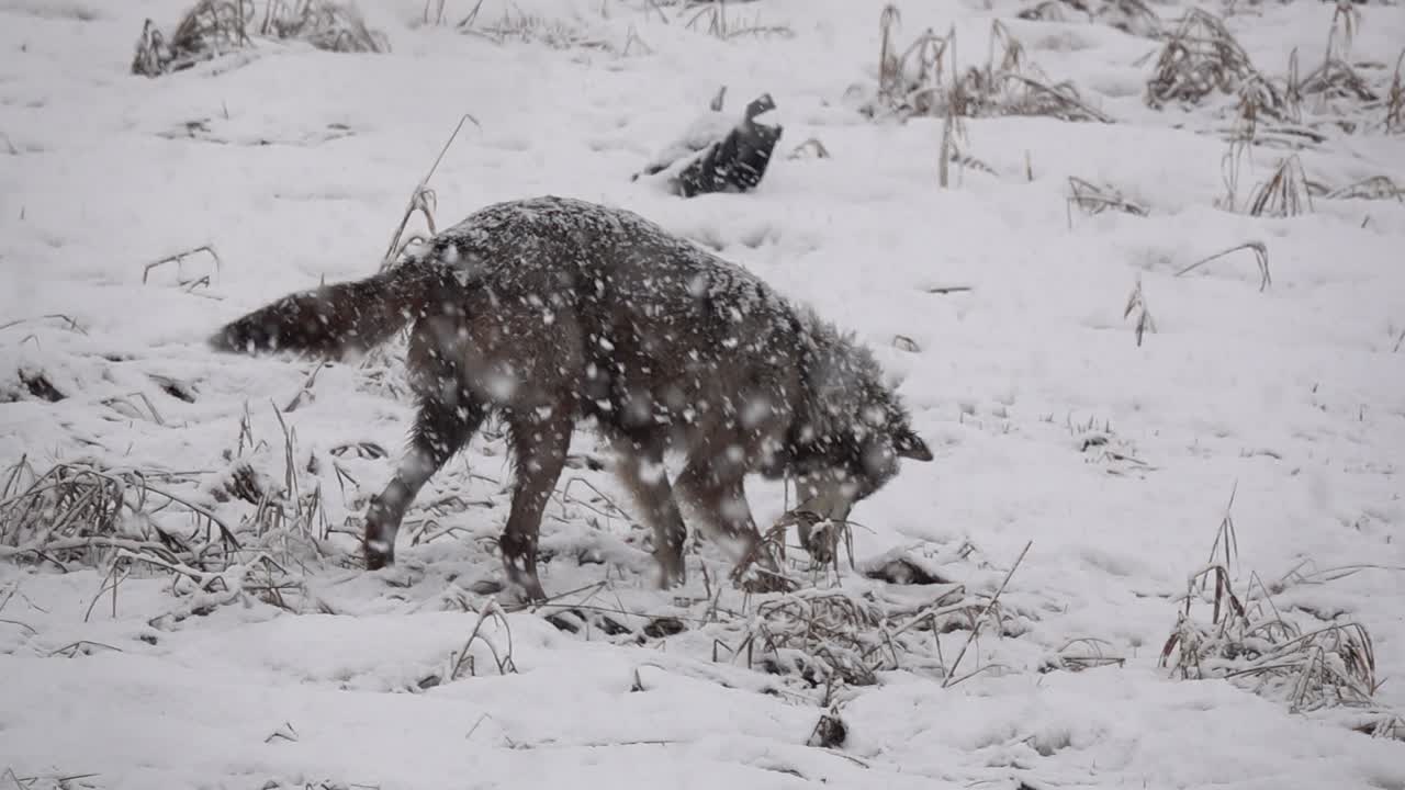 lobo de la tundra de alaska cazando durante una ventisca