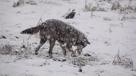 Lobo-De-La-Tundra-De-Alaska-Cazando-Durante-Una-Ventisca