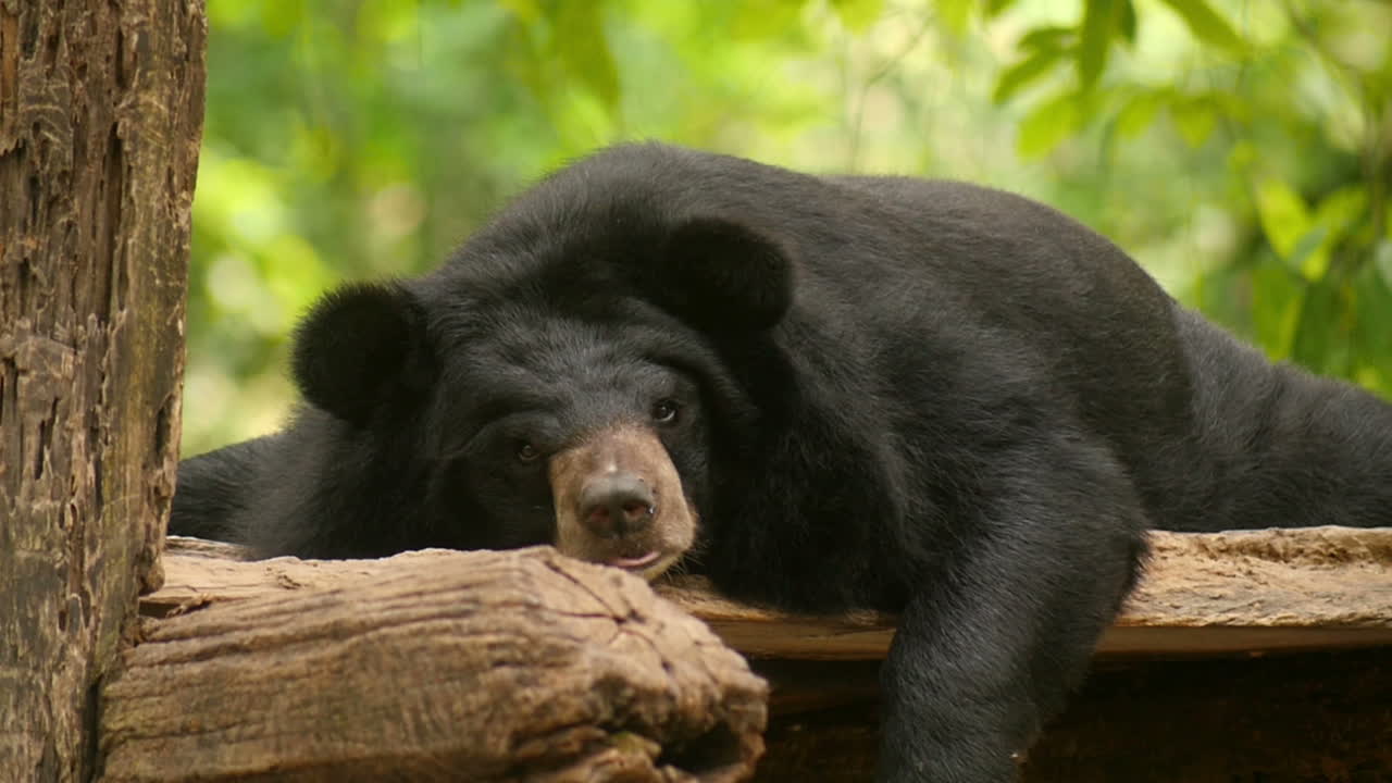 Black Bear Resting on Log in Forest