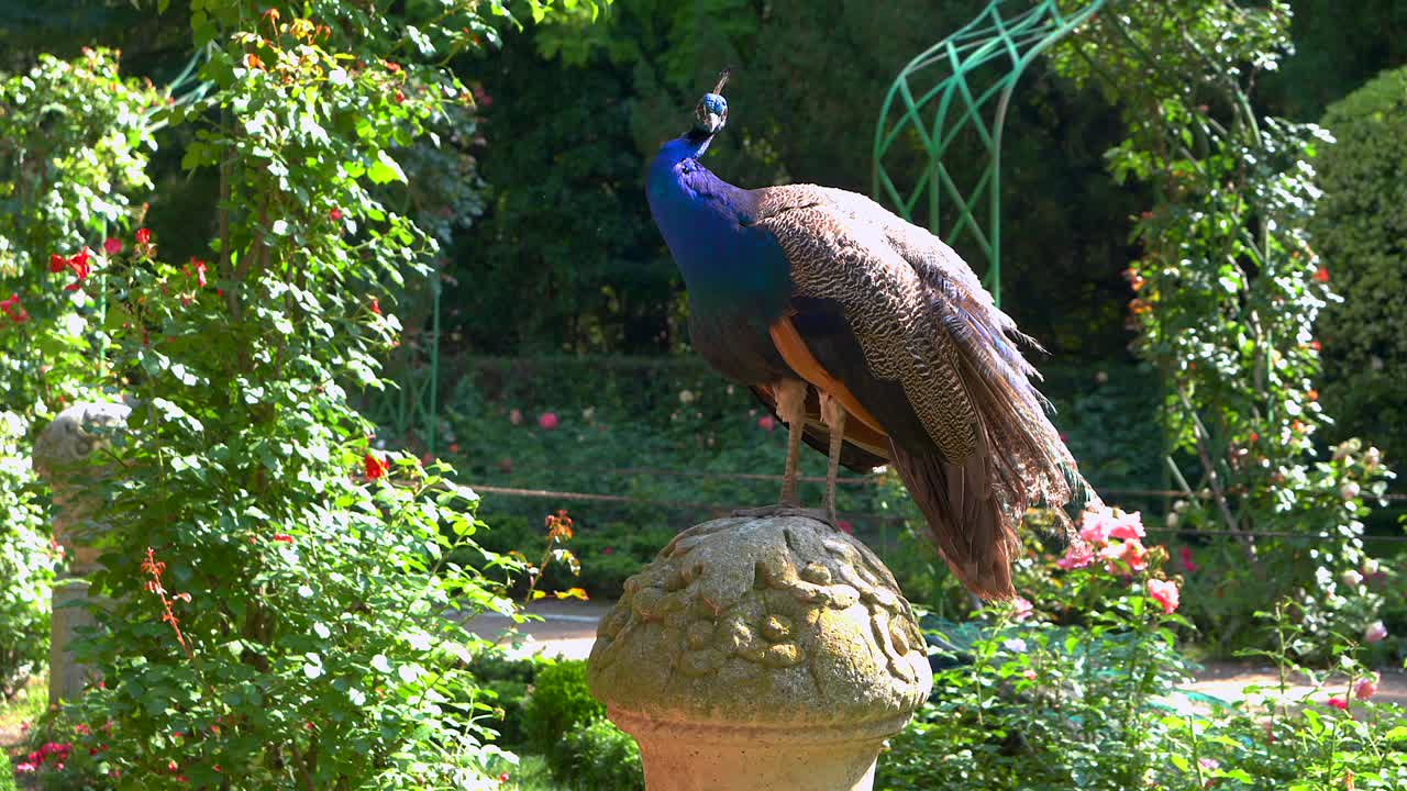 Pavões em um parque com seus filhotes