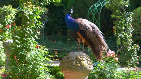 Pfauen-In-Einem-Park-Mit-Ihren-Küken