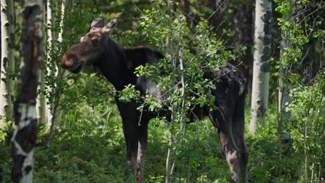 A-wild-Moose-feeding-in-the-forest-at-Gordon-Gulch,-Colorado,-USA