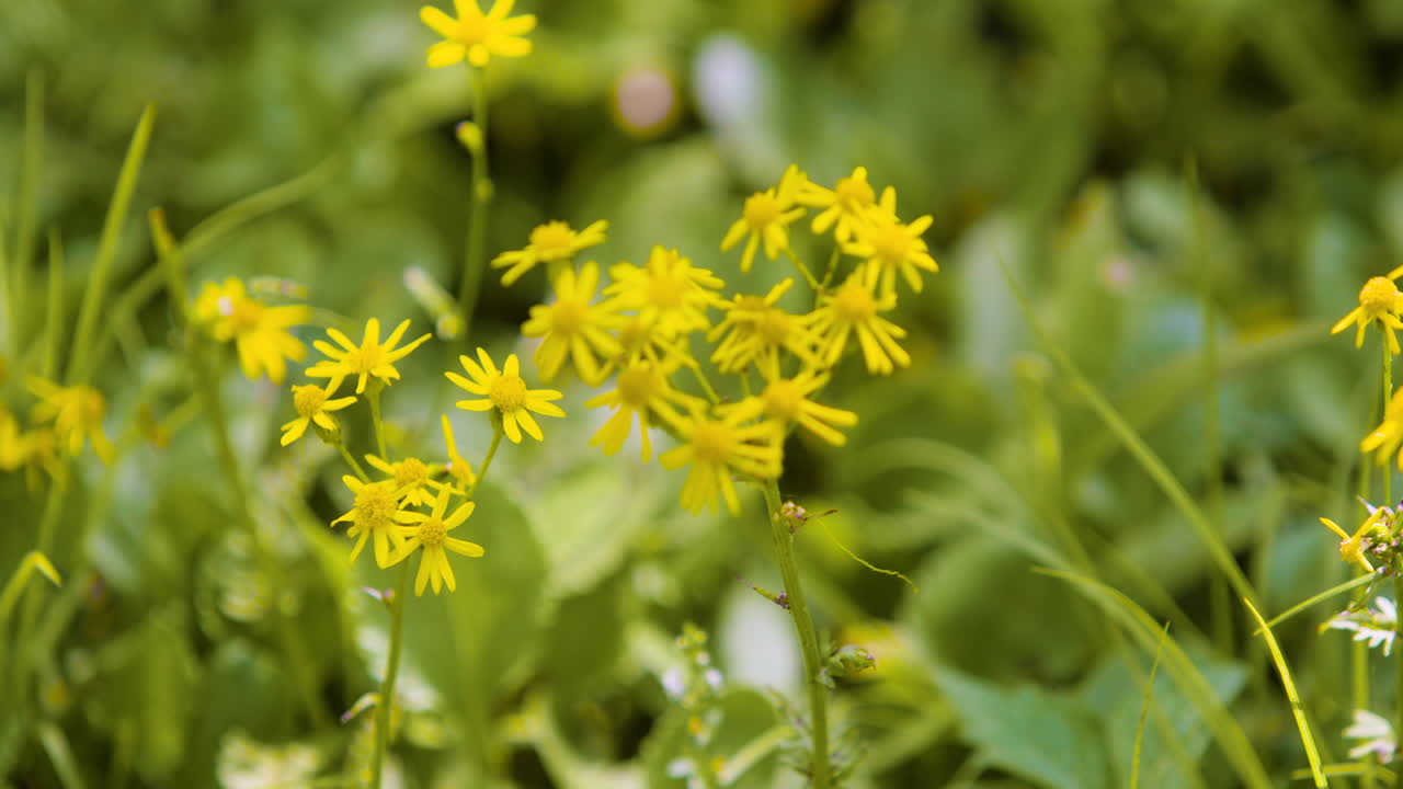 필드에 작은 노란색 꽃