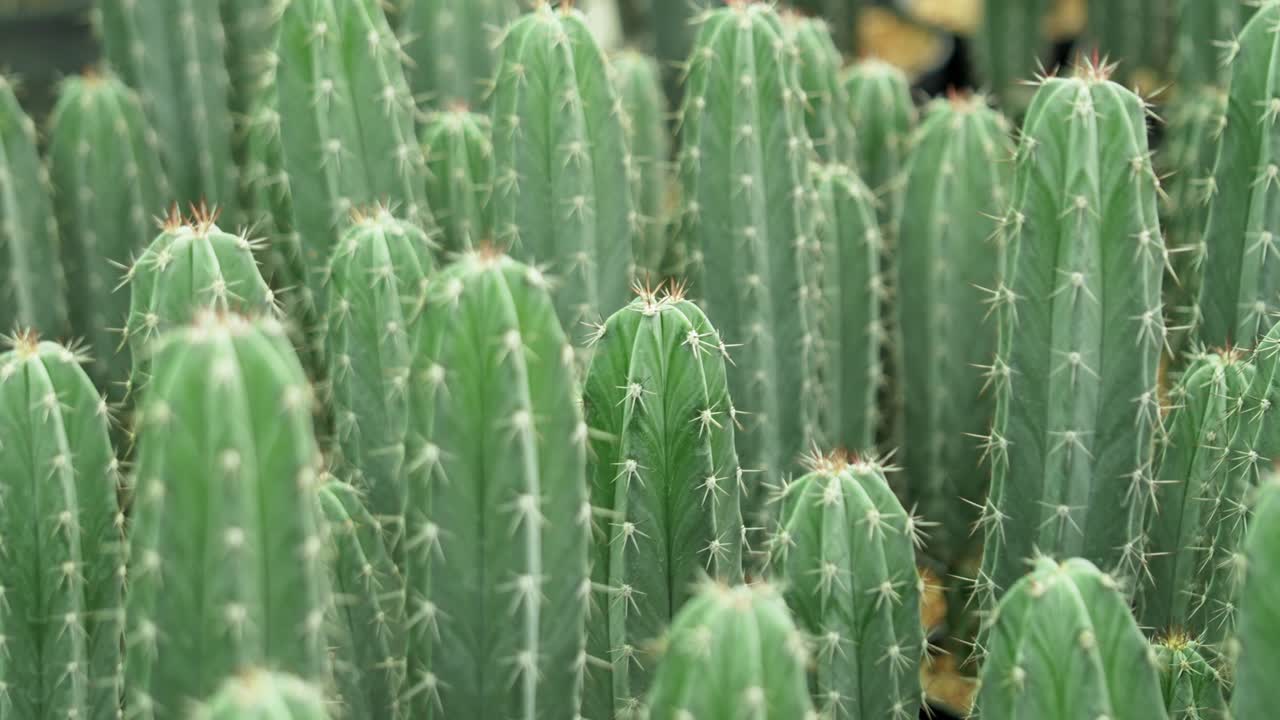 Cactus growth and diversity a botanical garden nature scene close-up view of plants