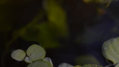 lechuga de agua enana en raíces de plantas flotantes de agua de acuario