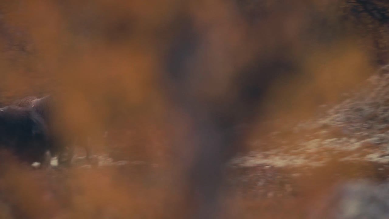 bueyes almizcleros deambulando por la tundra dovrefjell durante el otoño en noruega - panorámica