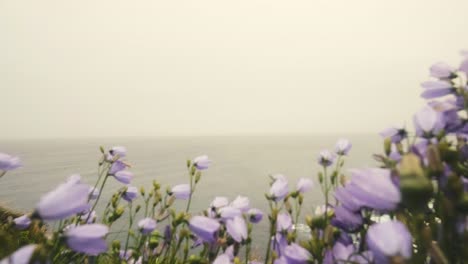 lilac, purple wild flowers in extreme coastal wind, near the famous cliffs of moher seascape, on a rainy and moody day, ireland