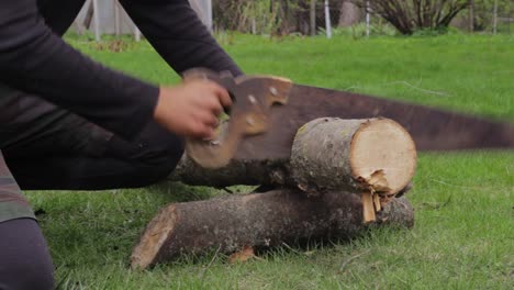 Saw dust dripping from forest wood while grinding