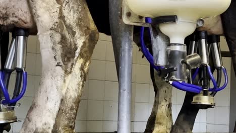 close up of cow udders connected to pipeline milking machine