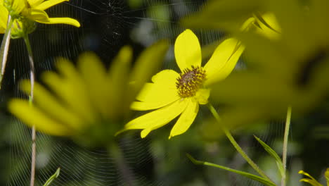 abeja en una flor amarilla, con una telaraña en el fondo