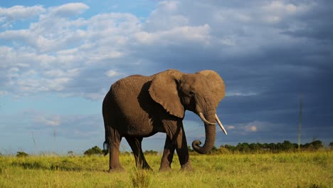 slow motion shot of side on elephant profile walking across masai mara north conservancy savannah plains, african wildlife in maasai mara national reserve, africa safari animals in kenya