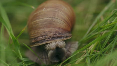 curious snail head and eyed tentacles appear slowly