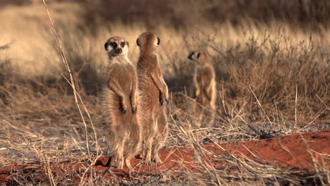 Erdmännchen-Sonnen-Sich-In-Der-Frühen-Morgensonne-Der-Südkalahari-Wüste