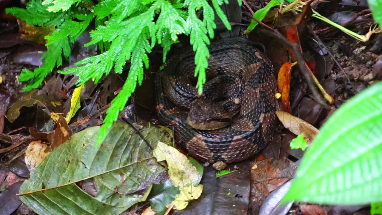 Poisonous fer-de-lance viper hides underneath ferns in Costa Rica Rainforest