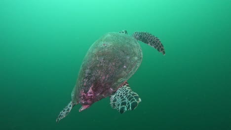una tortuga marina nada hasta la superficie del océano en komodo, indonesia