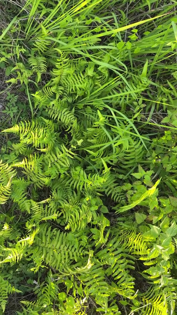 Lush Green Ferns and Grass Growing in Forest Undergrowth