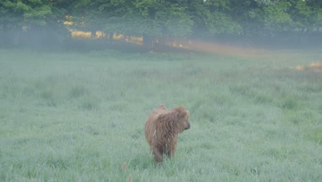 Hochlandrinder-Grasen-Im-Frühen-Morgennebel