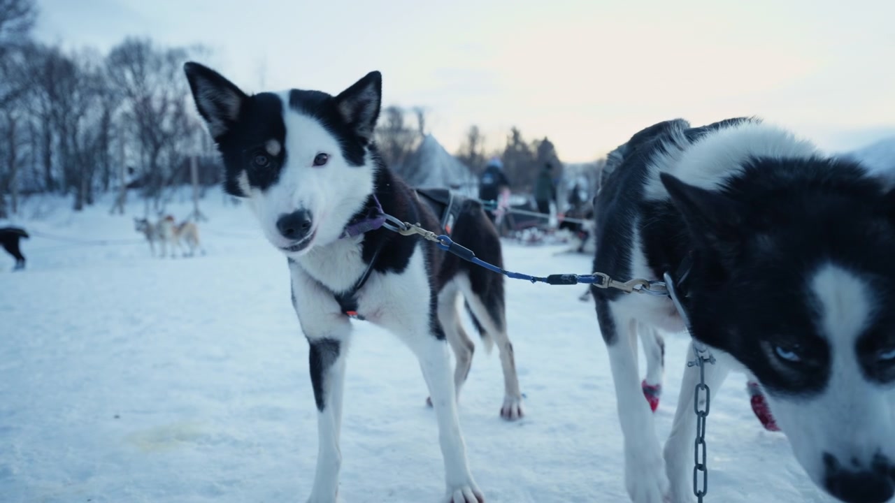 To selebundne sledehunder står på en snødekt sti før et arktisk hundekjøringseventyr i Norge, lekent dytter og snuser.