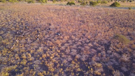 ñus-Corriendo-Por-Las-Praderas-De-Okavango-En-Botswana,-Seguimiento-Aéreo