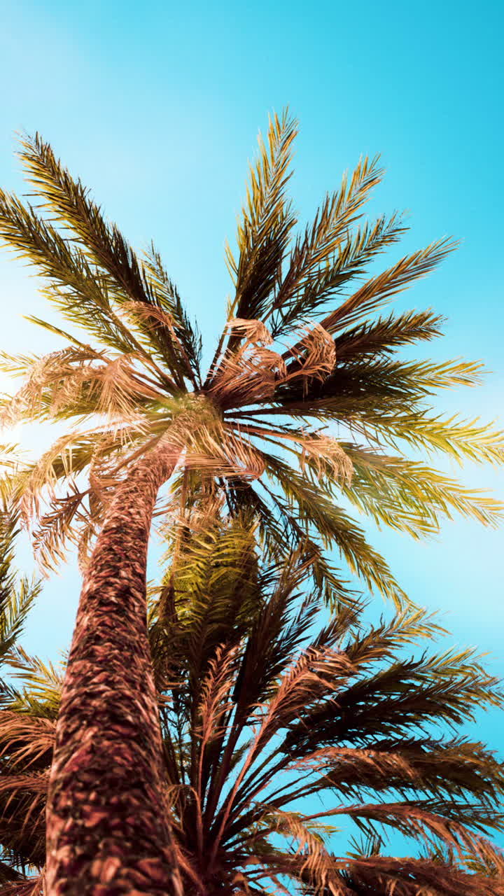 Palm Trees in a Tropical Paradise