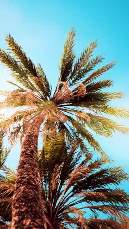 palmeras en un paraíso tropical