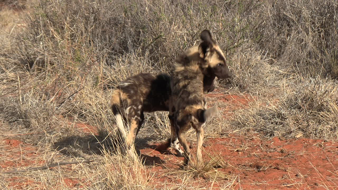 los cachorros salvajes africanos juegan entre la hierba seca del kalahari.