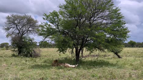 pair of maasai lions (panthera leo massaicus) resting between acts of copulation. serengeti national park in tanzania.
