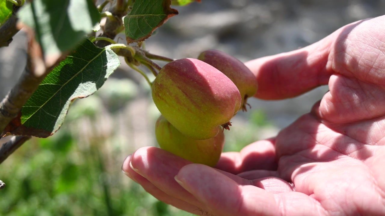 Un uomo allunga la mano per toccare delicatamente le giovani mele che crescono su un albero