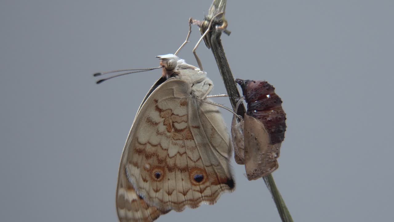 Primo piano di farfalla su un ramo dopo essere emersa dalla crisalide o dalla pupa.