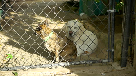 un pequeño perro marrón lindo y un labrador blanco mirando al propietario desde detrás de un patio trasero cerrado con eslabones de cadena en santa barbara, california