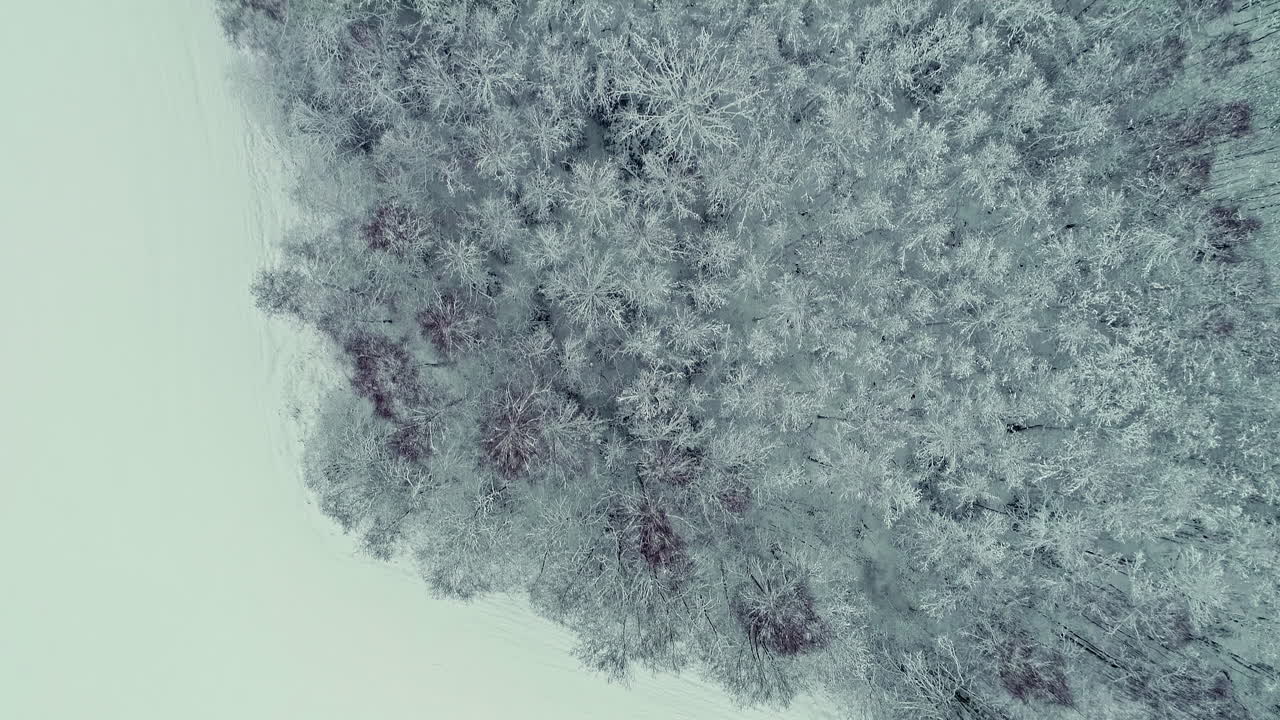 vista aerea del drone di una foresta di conifeorus innevata che circonda un lago ghiacciato in una giornata nuvolosa