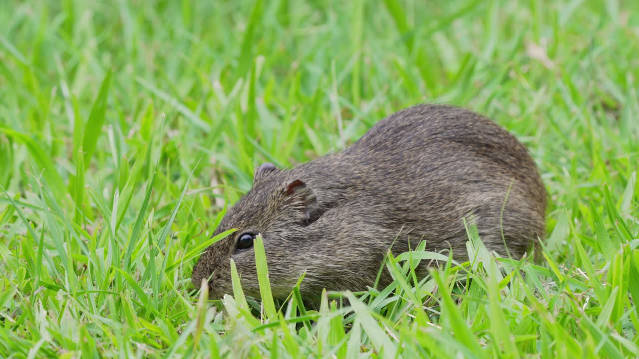 그 음식을 씹는 잔디에 서있는 고립 된 브라질 기니피그