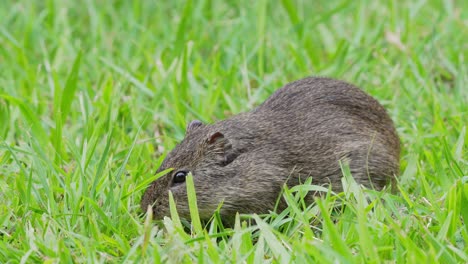 isolated brazilian guinea pig standing on grass chewing its food