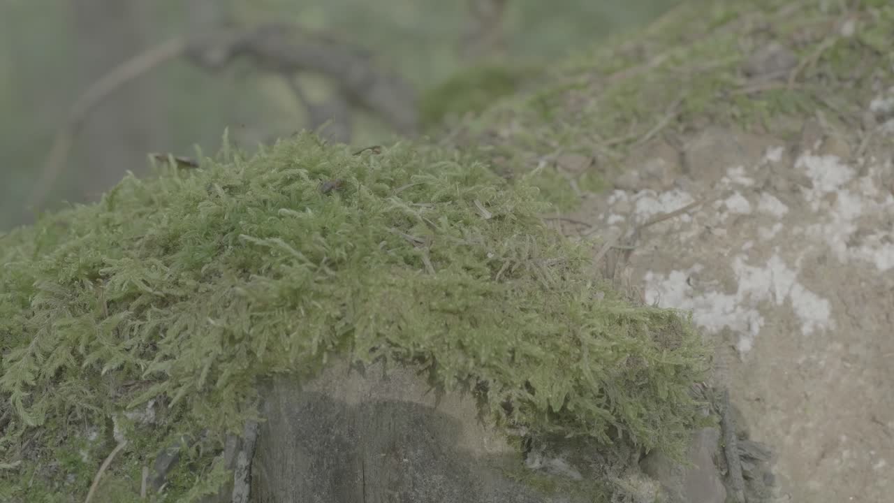 musgo creciendo en un tronco de árbol
