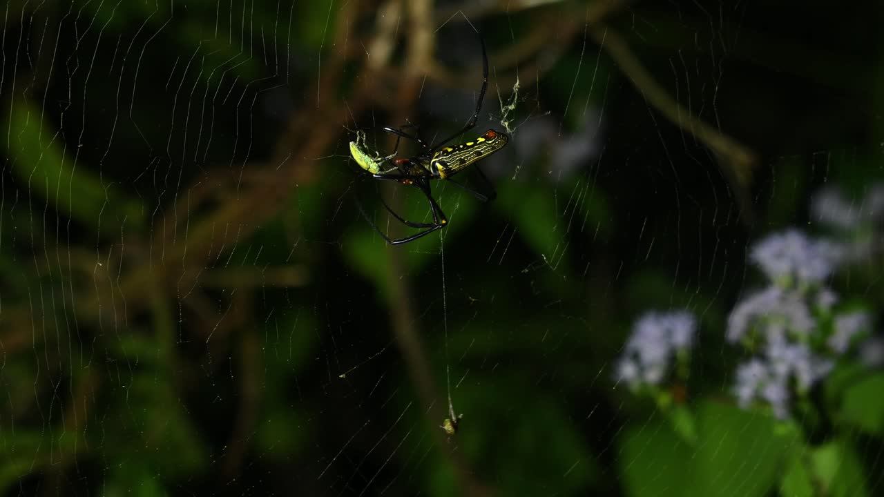 araña de madera gigante, nephila, parque nacional kaeng krachan, tailandia