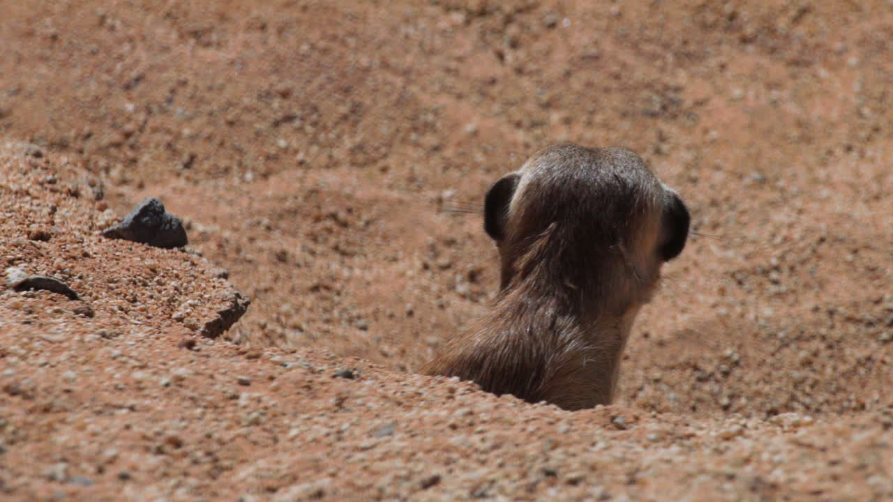 meerkat watches out of its burrow, another meerkat emerges on left side, both turn heads and scan surroundings, left meerkat withdraws into burrow