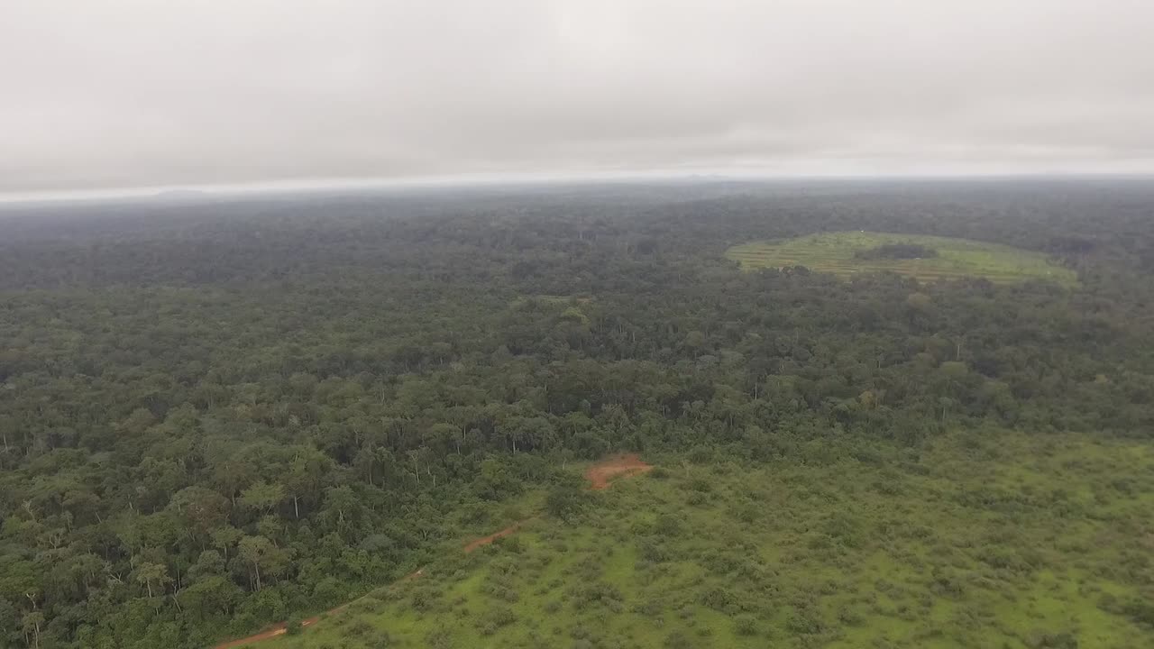 Flying over the Nanga forest, large empty areas can be seen where tree's once were