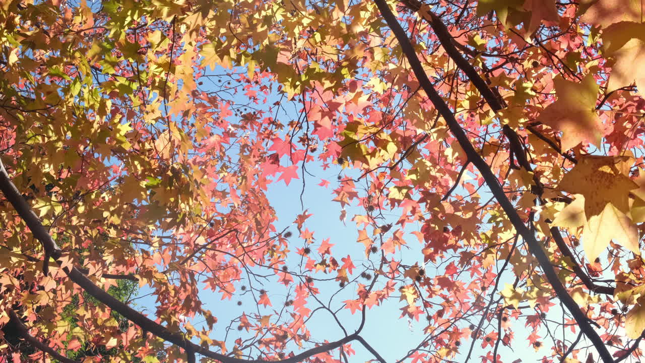 Vibrant Autumn Leaves Against a Clear Blue Sky