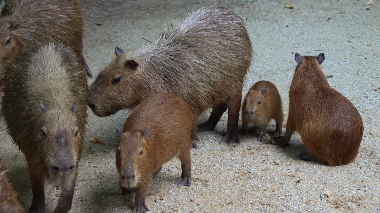 Close up shot of a herd of capybaras (hydrochoerus hydrochaeris) walking towards the same direction together.