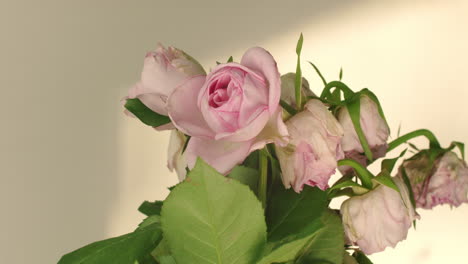 pink roses bouquet almost completely faded window shadow