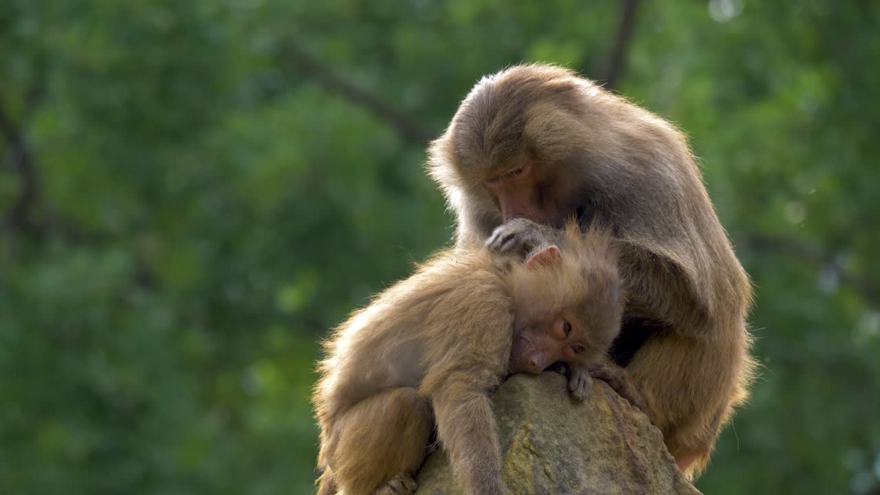 Two backlit Hamadryas Baboons grooming on top of a mountain