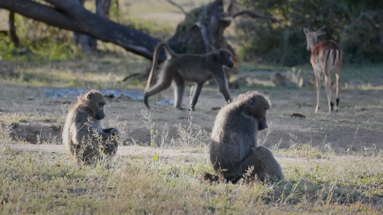 el rebaño de impalas vaga por la sabana mientras los grandes babuinos chasma se sientan a comer las raíces de la vegetación.