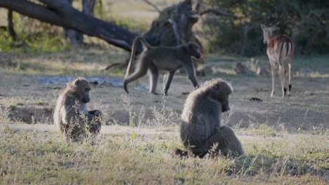 impala herd roam savanna as large chasma baboons sit eating vegetation roots