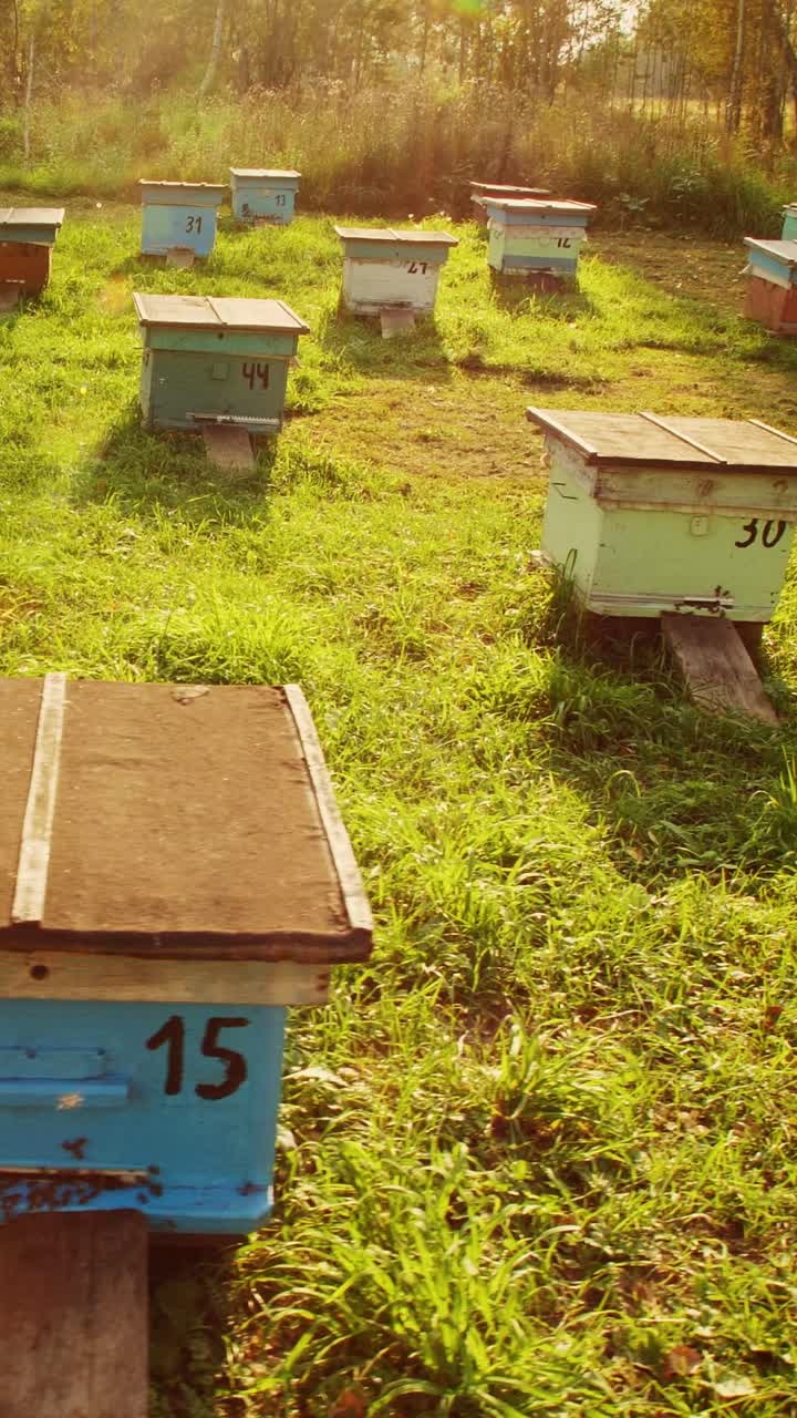 Beehives in a Meadow