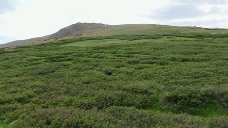 Aerial-dolly-push-in-to-large-male-moose-walking-in-dense-grassy-shrub-mountainscape-of-colorado