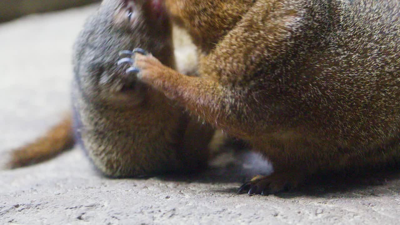 Two dwarf mongooses cuddle and rest together on a rock in soft, natural lighting