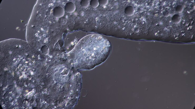 Microscopic View of Single-Celled Organisms
